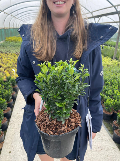 Euonymus Green Spire 3 Litre Pot 20cm Bushy