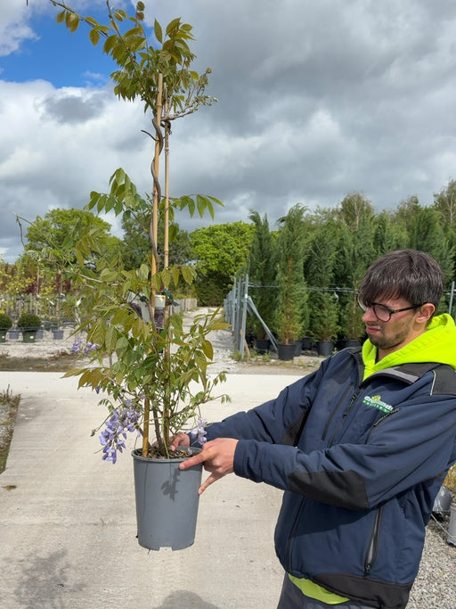 Wisteria Sinensis 4 Litre Pot