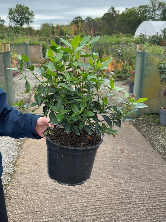 Viburnum Tinus 5 Litre Pot