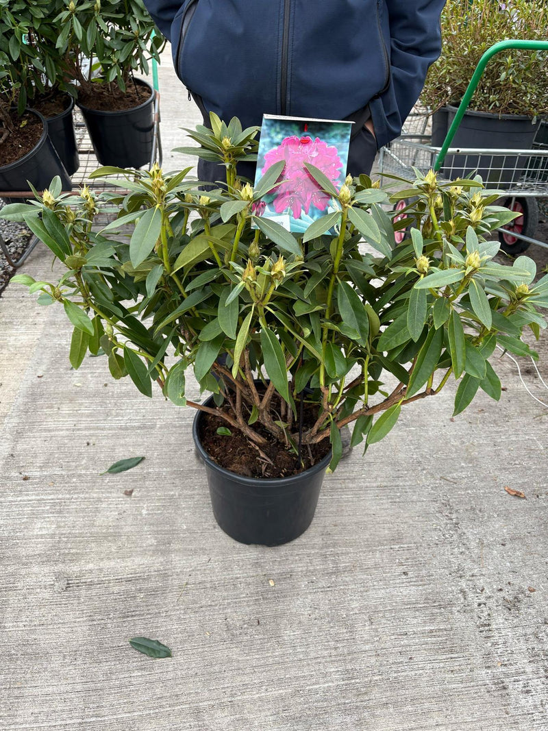 Rhododendron hybrid Polarnacht 20 Litre Pot