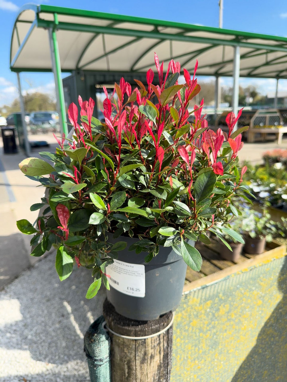 Photinia Little Fenna 2.3 Litre Pot