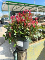Photinia Little Fenna 2.3 Litre Pot