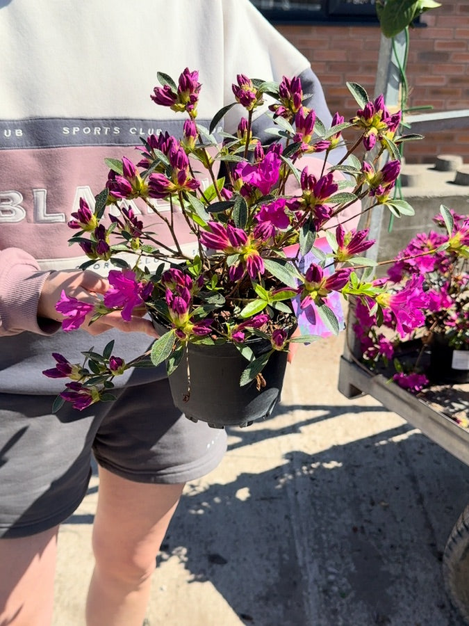 Azalea japonica Blue Danube 2 Litre Pot