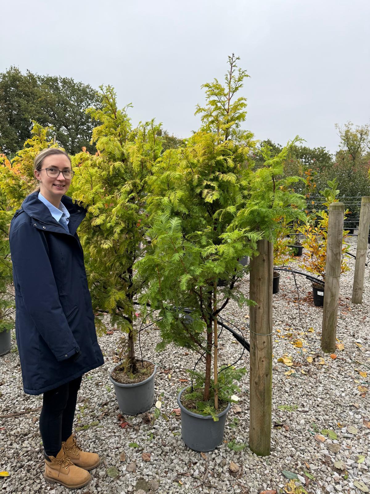 Metasequoia Amber Glow 15 Litre Pot