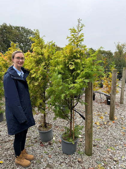 Metasequoia Amber Glow 15 Litre Pot