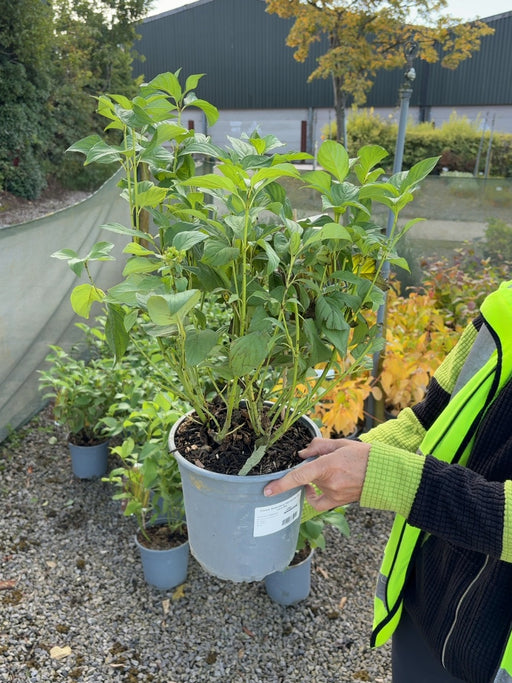 Cornus Stolonifera Flaviramea 4.5 Litre Pot
