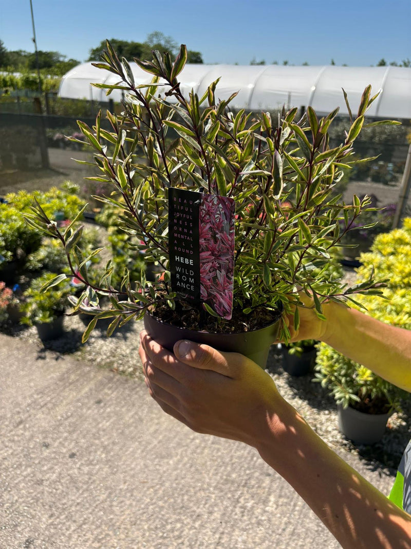 Hebe Wild Romance 2 Litre Pot