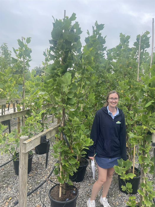 Liriodendron tulipifera Fastigiatum 30 Litre Pot