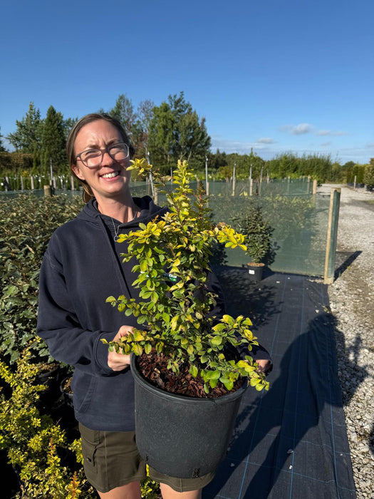 Berberis thunbergii Diabolicum 7.5 Litre Pot