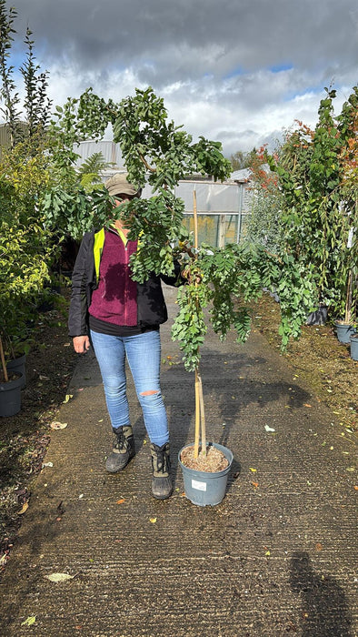 Robinia pseud. Twisty Baby 10 Litre Pot 1/2 Standard