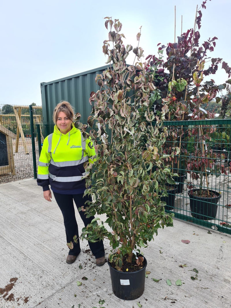 Cornus Kousa Chinensis 20 Litre Pot 150/175cm Tall