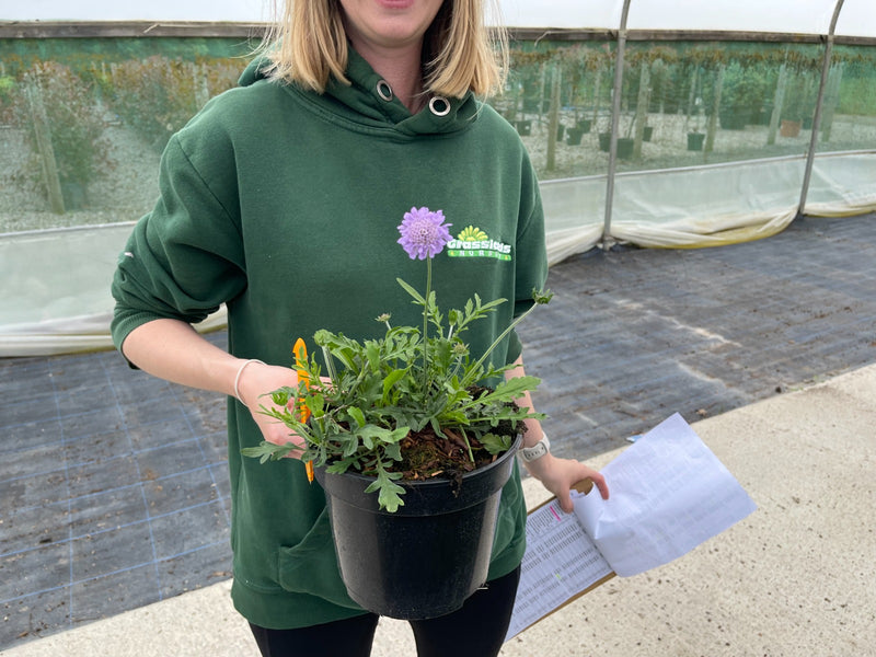 Scabious Butterfly Blue 2 Litre Pot