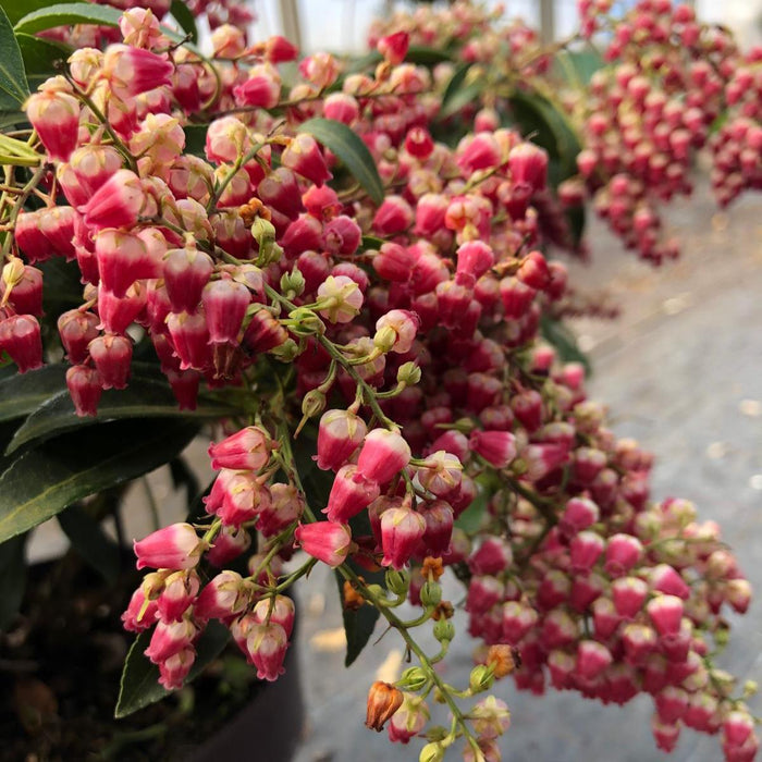 Pieris Japonica Pink Passion 4.5 Litre Pot