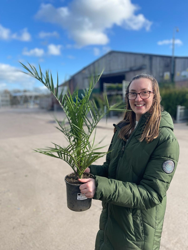Phoenix Canariensis 2 Litre Pot