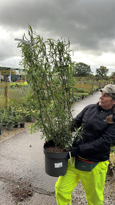 Salix babylonica Tortuosa 12 Litre Pot 100cm+