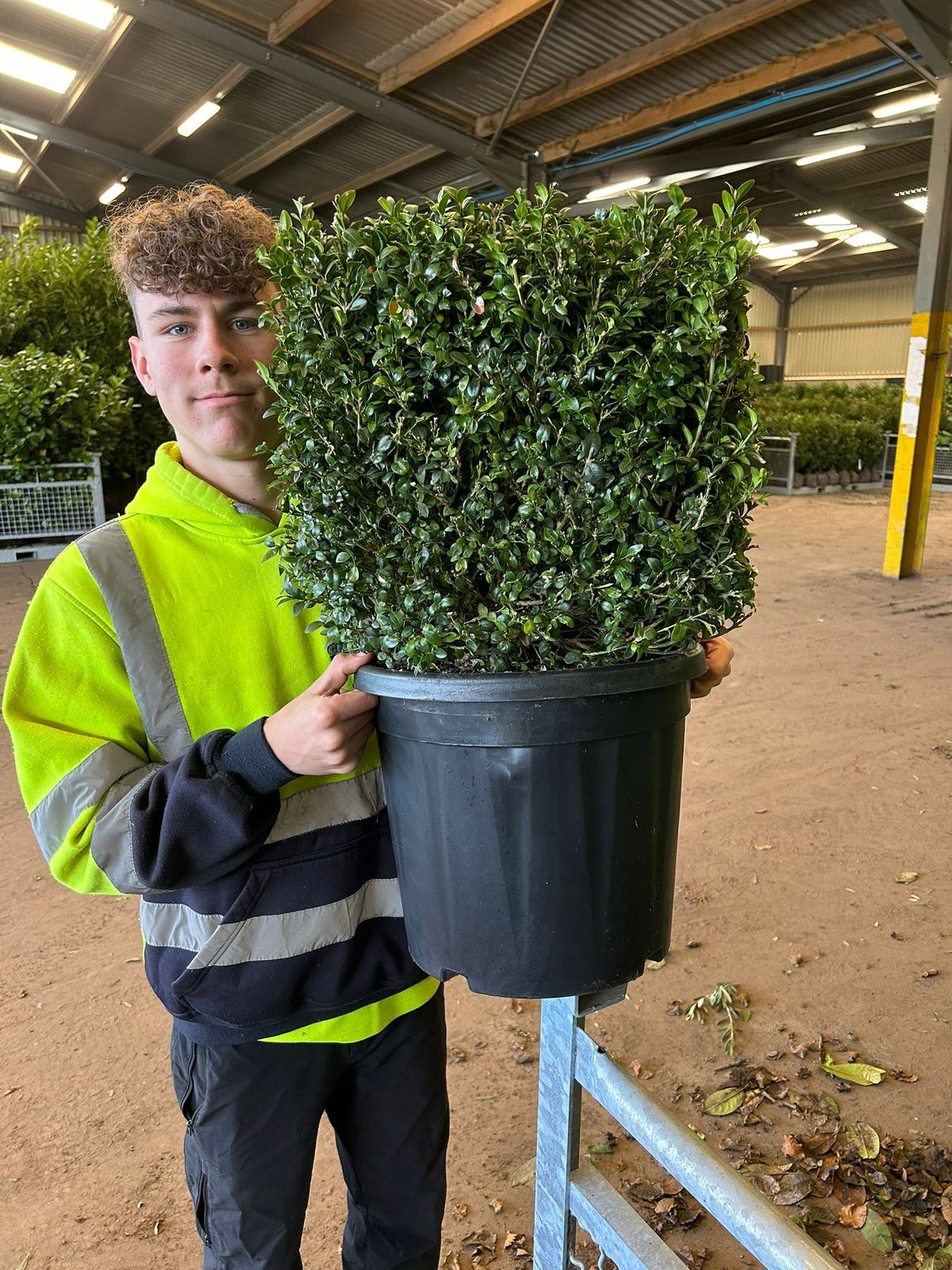 Buxus Cube 40cm 15 Litre Pot