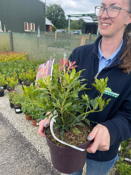 Pieris Japonica Forest Flame 2 Litre Pot