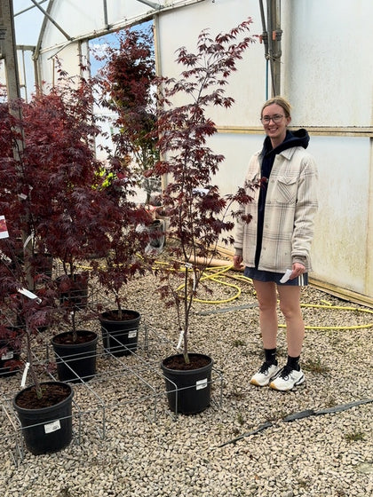 Acer Palmatum Black Lace 14 Litre Pot