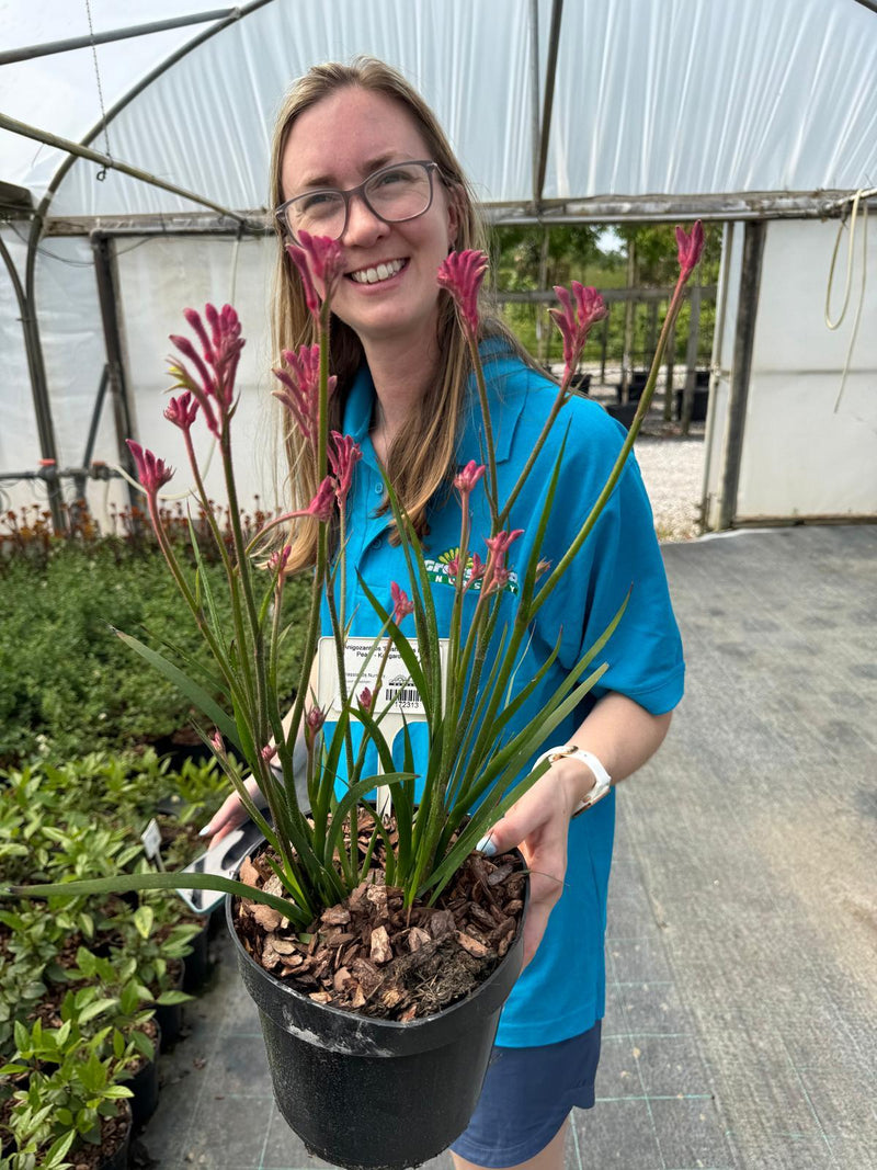 Anigozanthos 'Bush Gems Bush Pearl' - Kangaroo Paw 3 Litre Pot