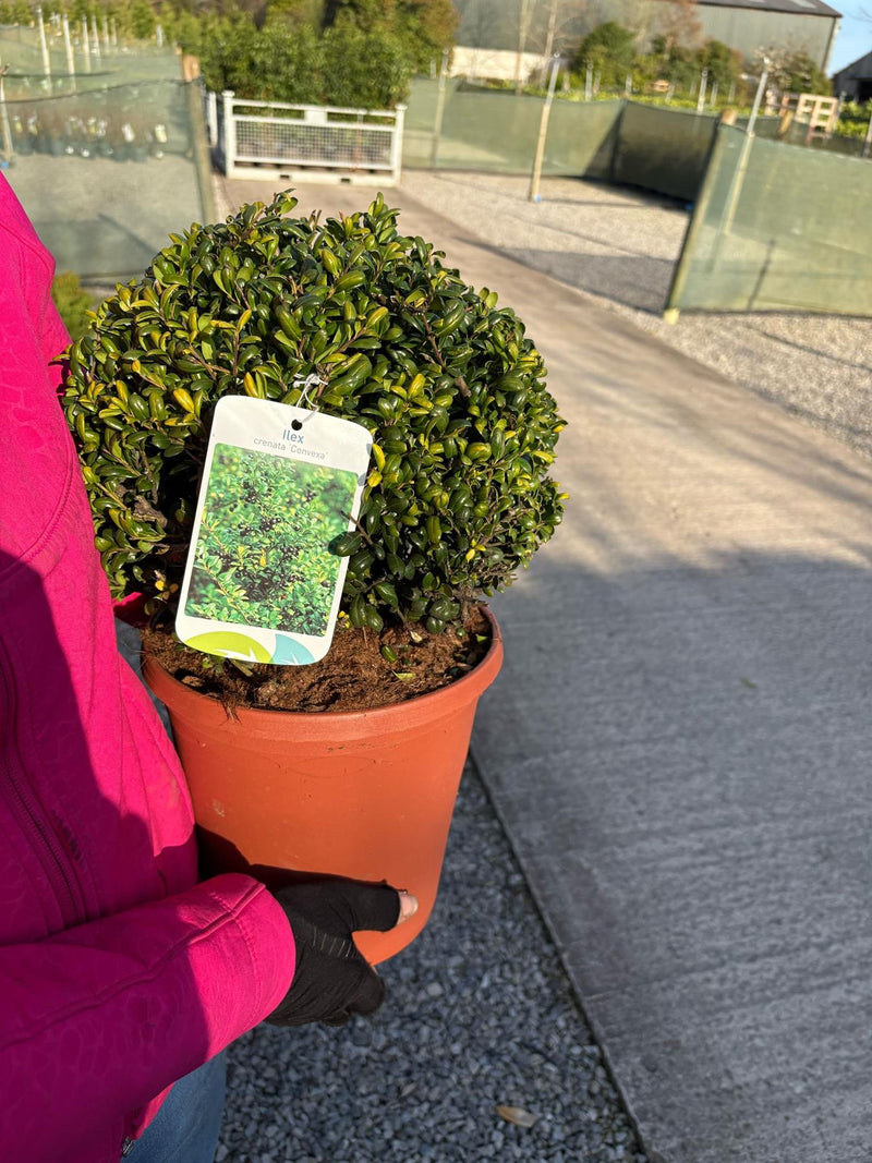 Ilex Crenata Convexa Ball 6 Litre Pot 25cm Wide
