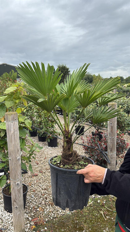 Trachycarpus Wagnerianus 9 Litre Pot