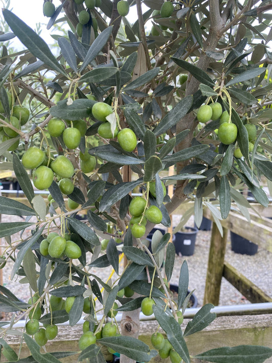 Olea Europea / Olive Tree 1/2 Standard 18 Litre Pot