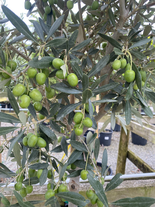 Olea Europea / Olive Tree 1/2 Standard 18 Litre Pot