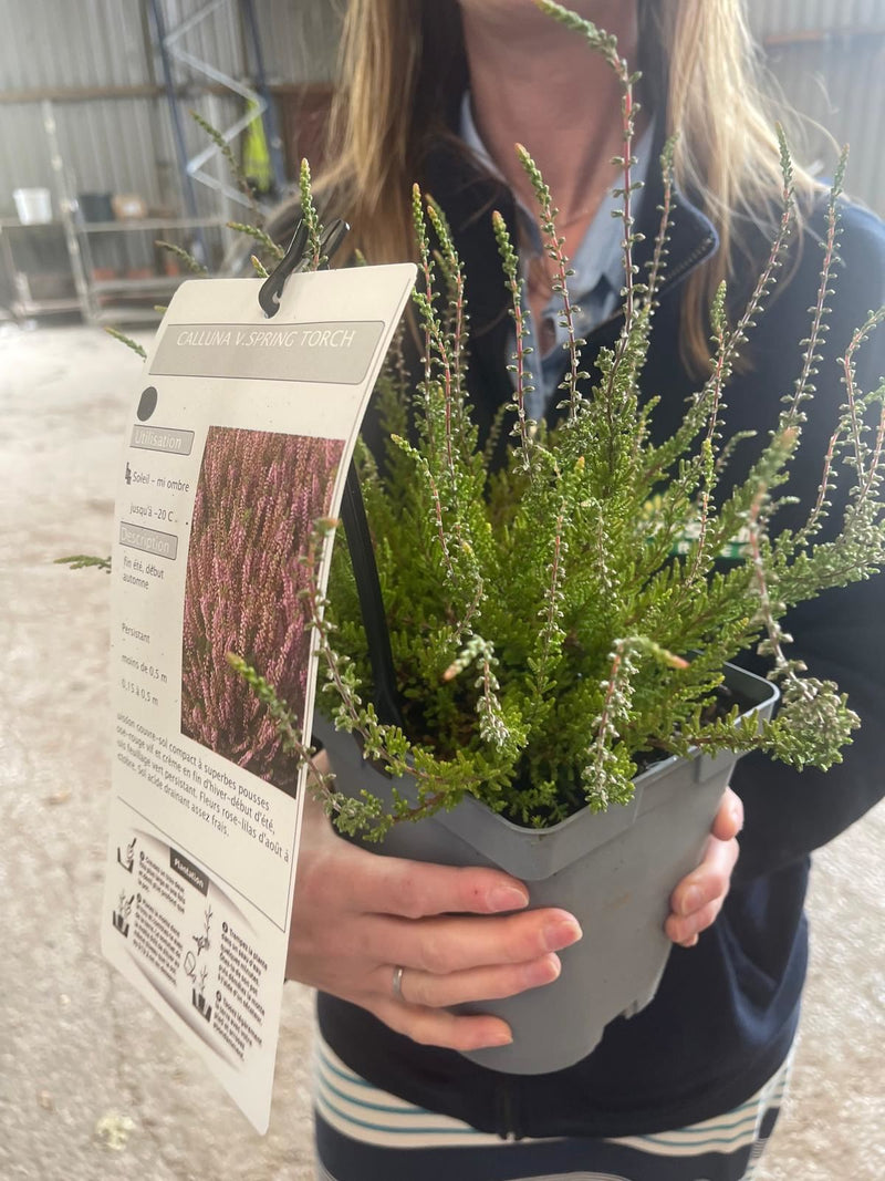 Calluna Vulgaris Spring Torch 2 Litre Pot