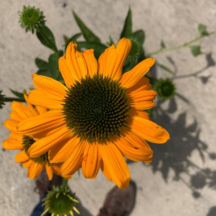 Echinacea Purpurea Mellow Yellows 5 Litre Pot