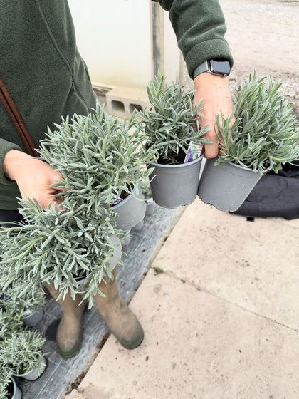 Lavandula Angustifolia 14cm Pot