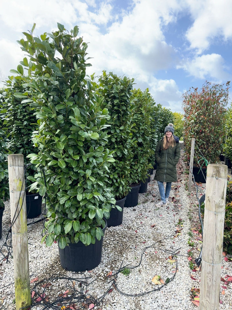 Laurel Hedging Specimen Clipped 230/240cm Tall & 100/120 Wide Pot Grown