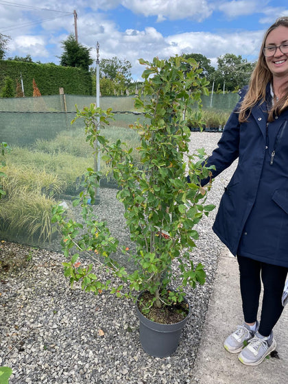 Nyssa sylvatica 12 Litre Pot 80/100