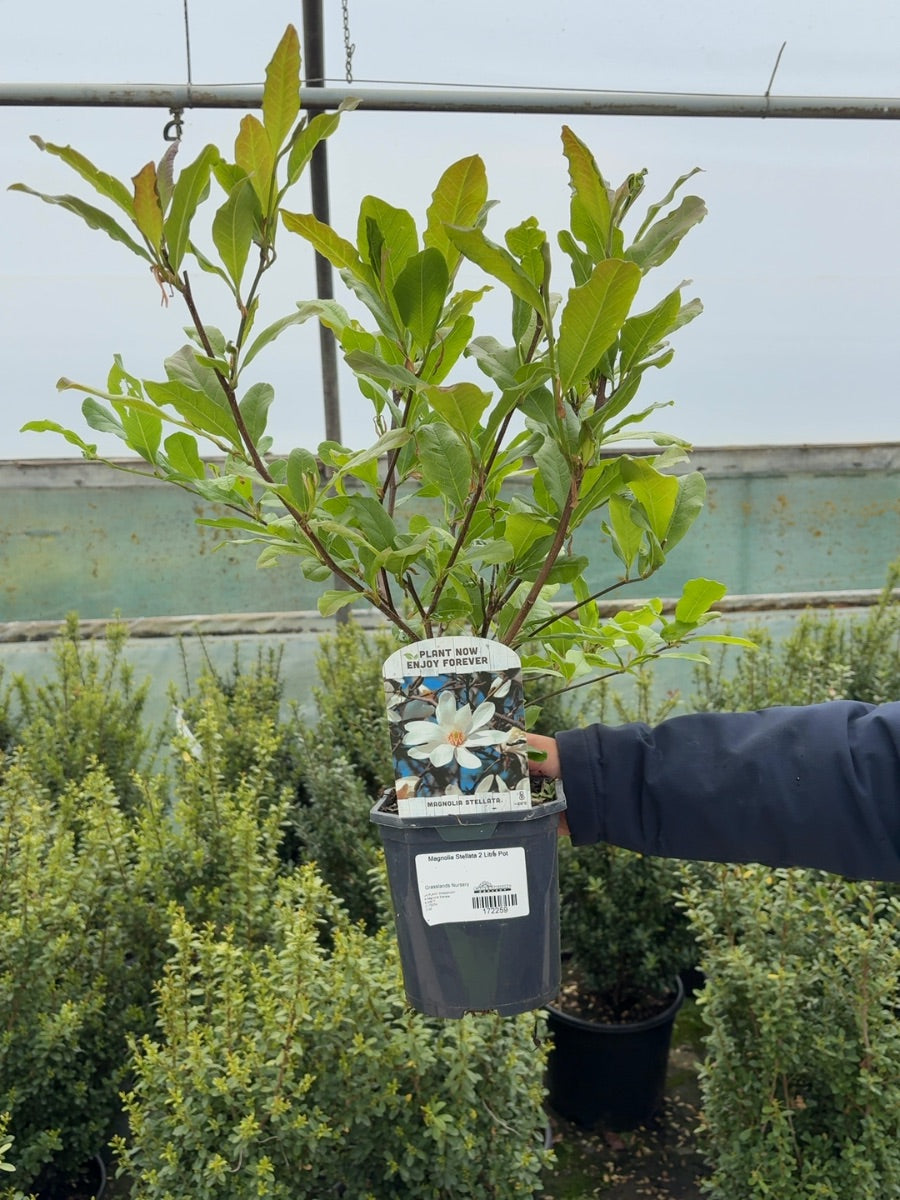 Magnolia Stellata 2 Litre Pot