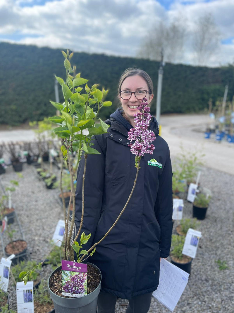 Syringa Sensation 6 Litre Pot