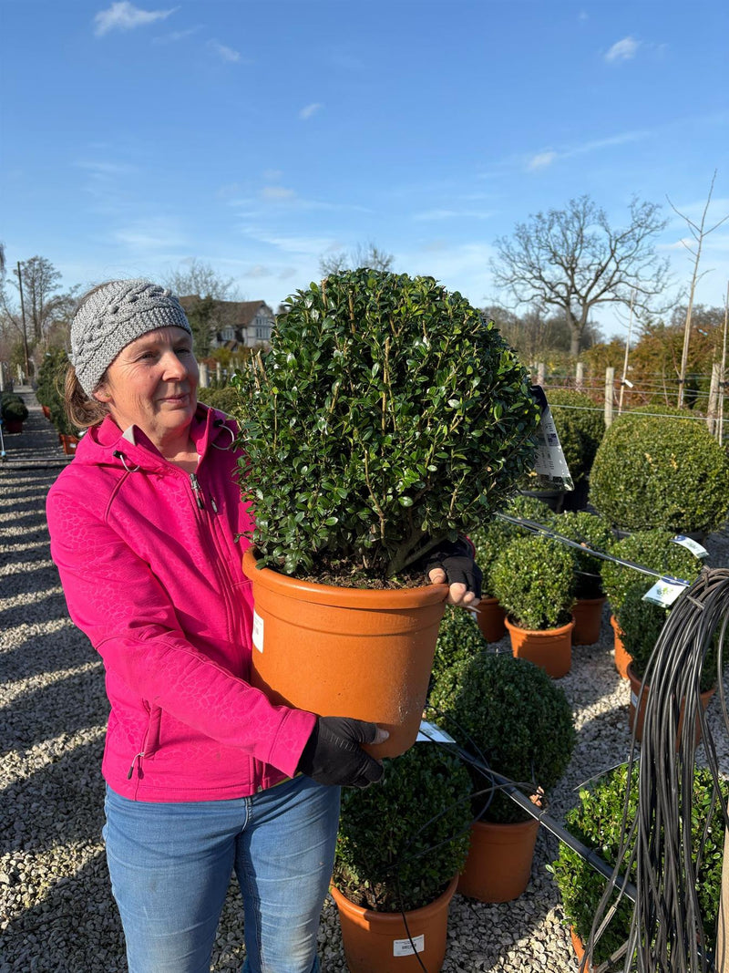 Ilex Crenata Caroline Ball 15 Litre Pot 40/45cm
