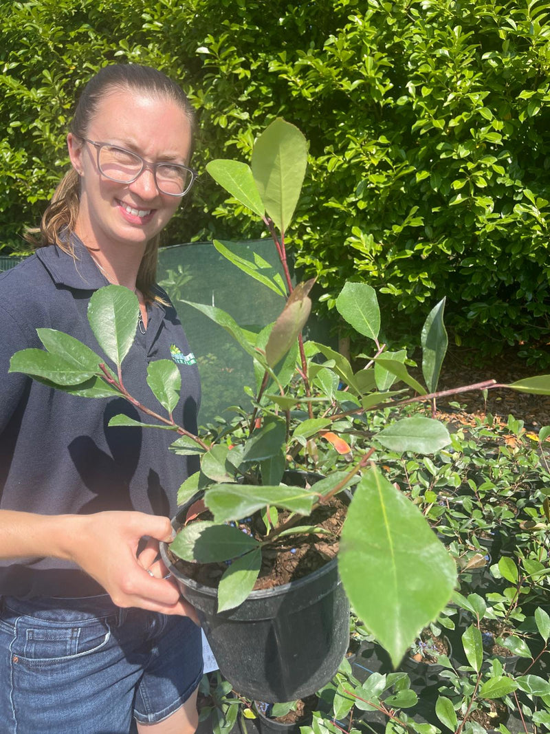 Photinia Red Robin 3 Litre Pot