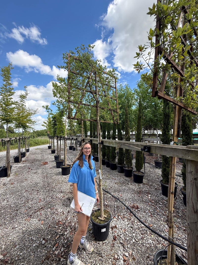 Quercus Suber Pleached 180cm ST 120cm X120cm Frame Seconds