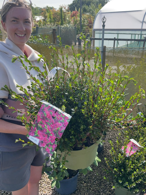Azalea Japonica Amoena 10 Litre Pot