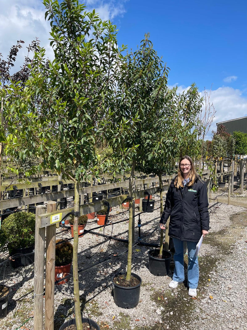 Prunus Lusitanica 3/4 Standard 30 Litre Pot