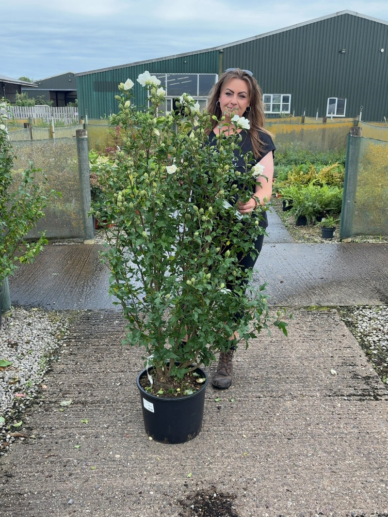 Hibiscus syr. White Chiffon 20 Litre Pot 125/150cm