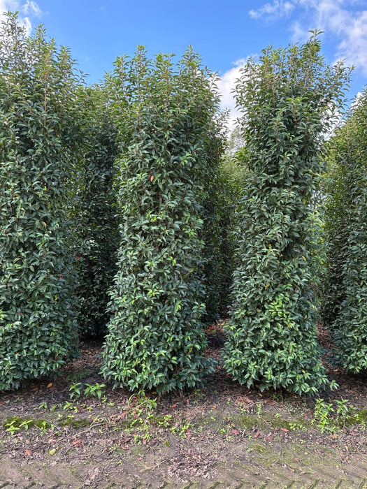 Portuguese Laurel Super Sized 3/3.5m Root Ball From Jan/Feb