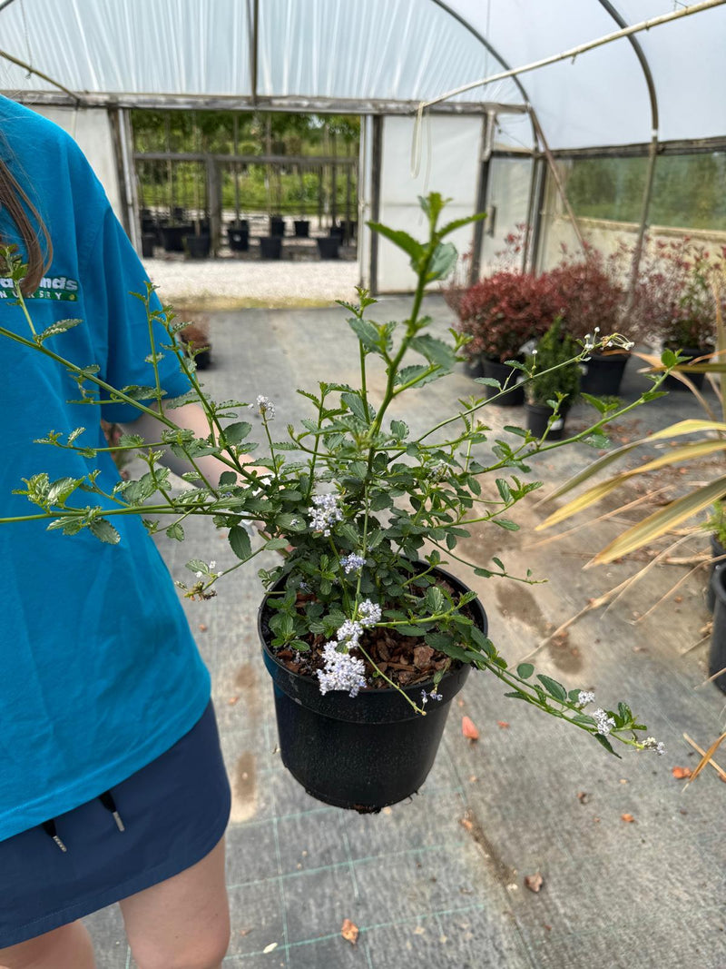 Ceanothus thyrsiflorus Repens - Creeping Californian Lilac 3 Litre Pot