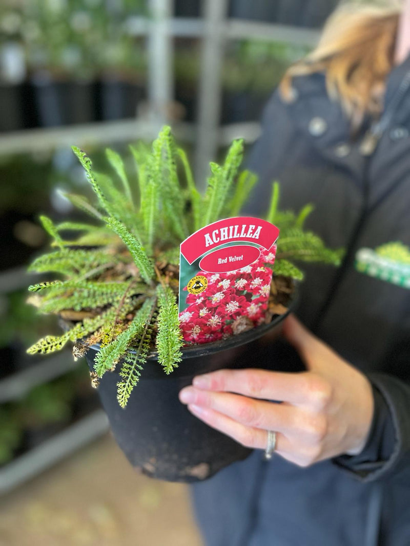 Achillea Red Velvet 3 Litre Pot