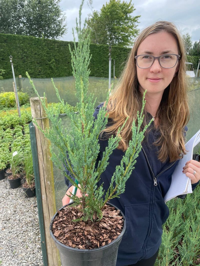 Juniperus Scopulo. Blue Arrow 3 Litre Pot