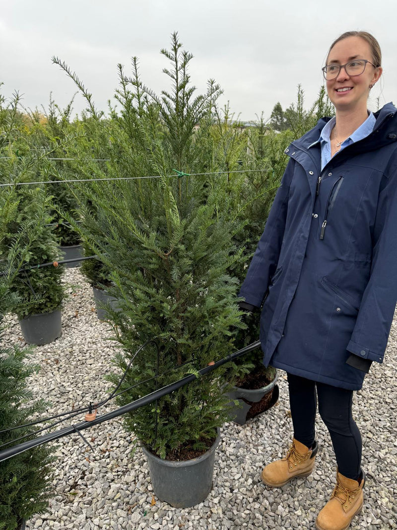 Yew Hedging 25 Litre Pot 130/140cm