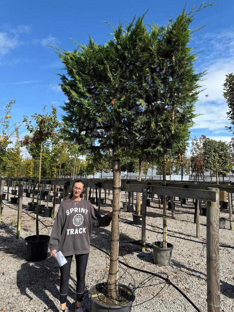Leylandii Pleached Std, 20/25cm G, 180cm Stem, 120 H x 150cm W Frame