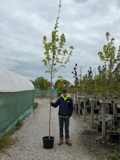 Acer Plat Drummondii 8-10cm Girth