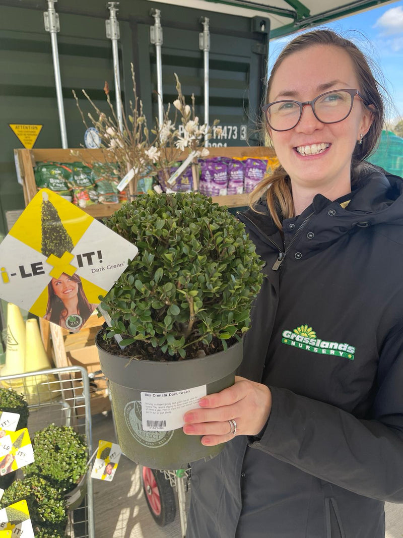 Ilex Crenata Dark Green Ball 3 Litre Pot 20cm