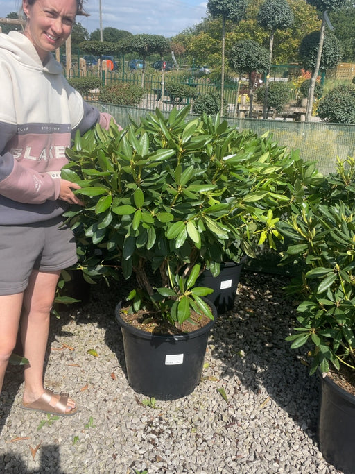 Rhododendron Hyb Catawbiense Grandiflorum 40 Litre Pot