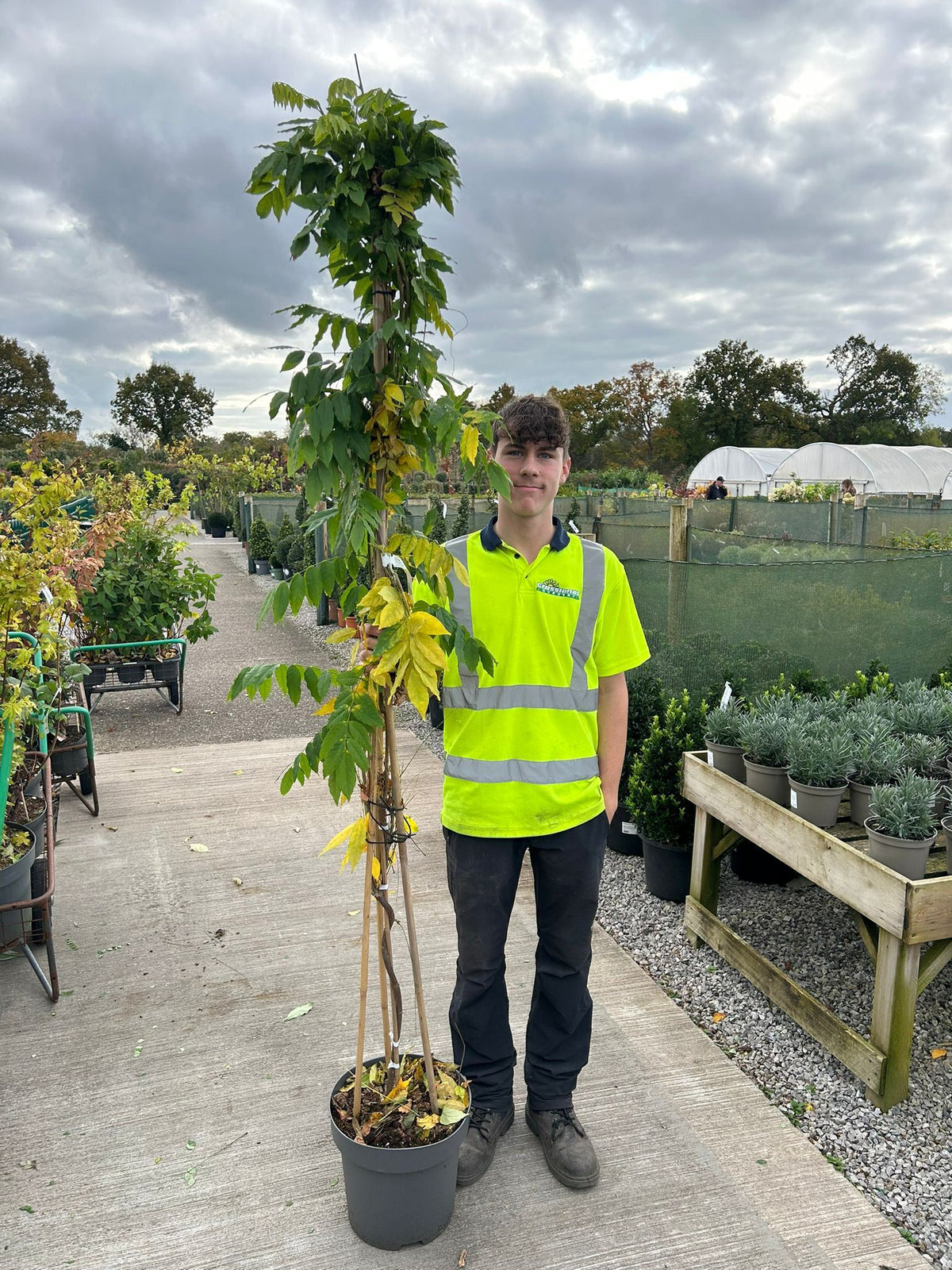 Wisteria Sinensis Alba 12 Litre Pot 175/200
